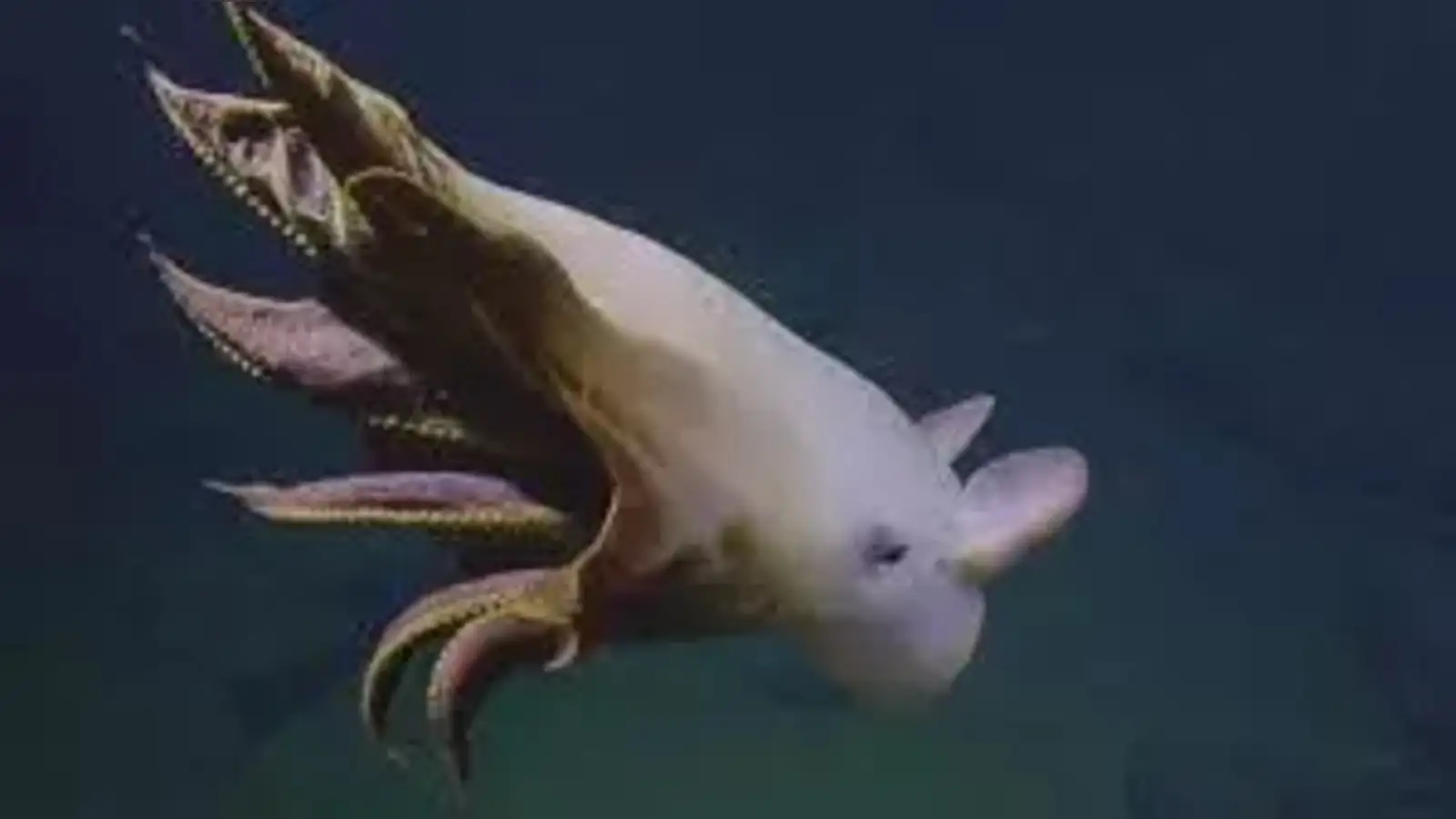 dumbo-octopus-ocean-