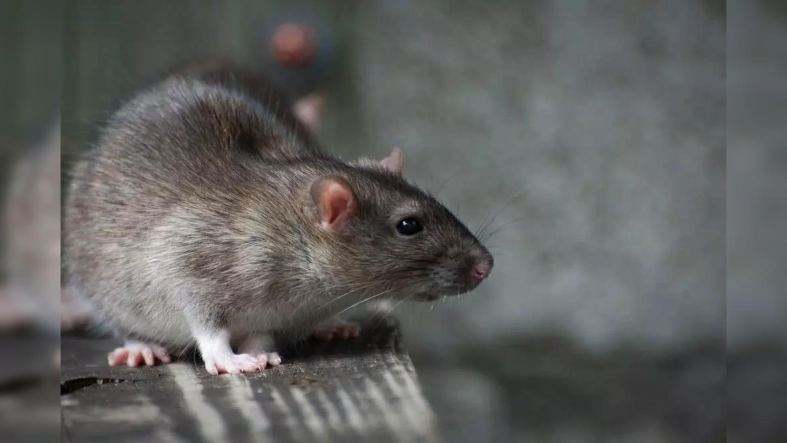 rat glue traps: Arunachal Pradesh bans rat glue traps. Here's why
