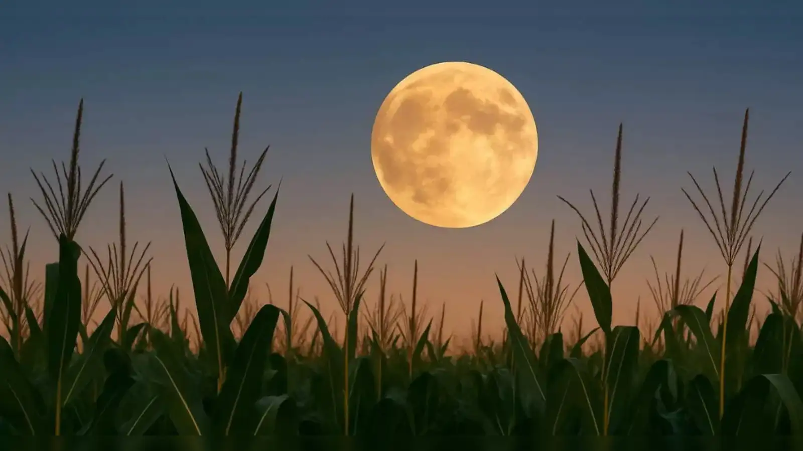 Harvest Moon Event 7 Sep
