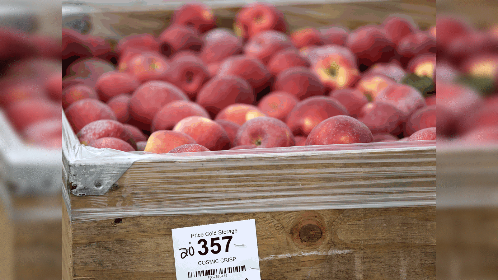 Cosmic Crisp apple bursting into orchards