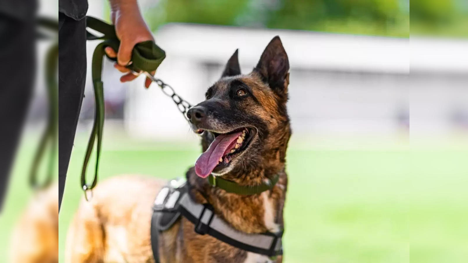 Sniffer clearance dog training