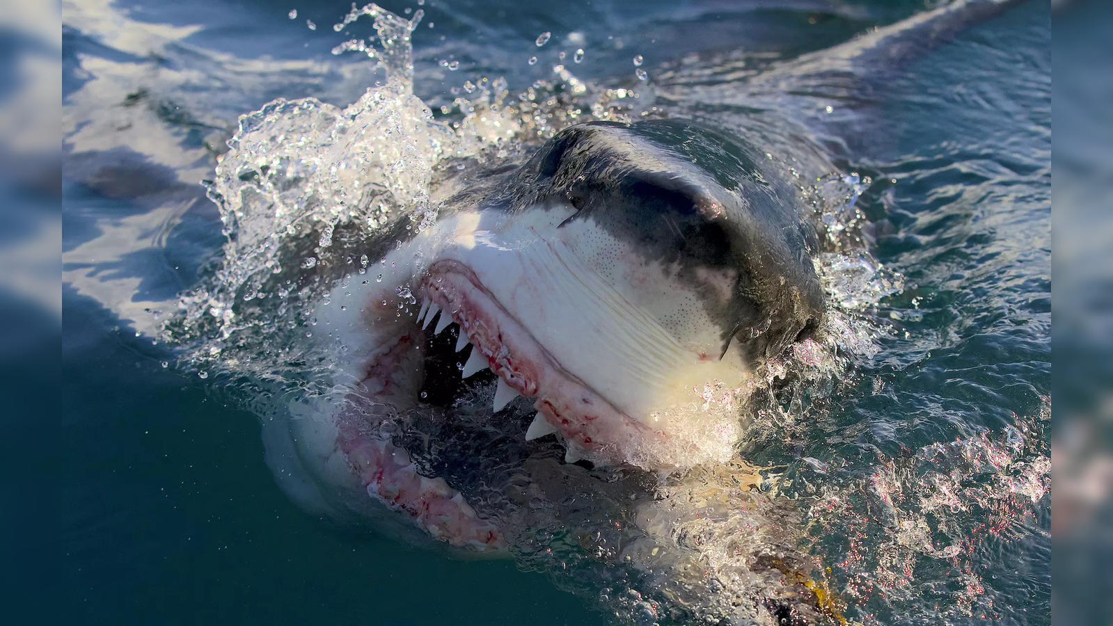 Shark, Attacks, Types, & Facts