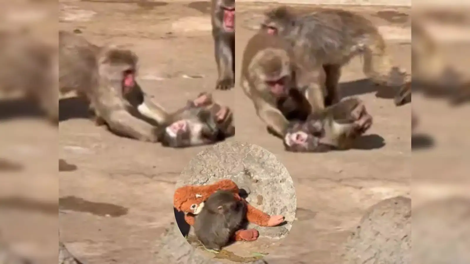 Punch the abandoned monkey dragged and bullied again after brief signs of  friendship in Japan: Watch - The Economic Times