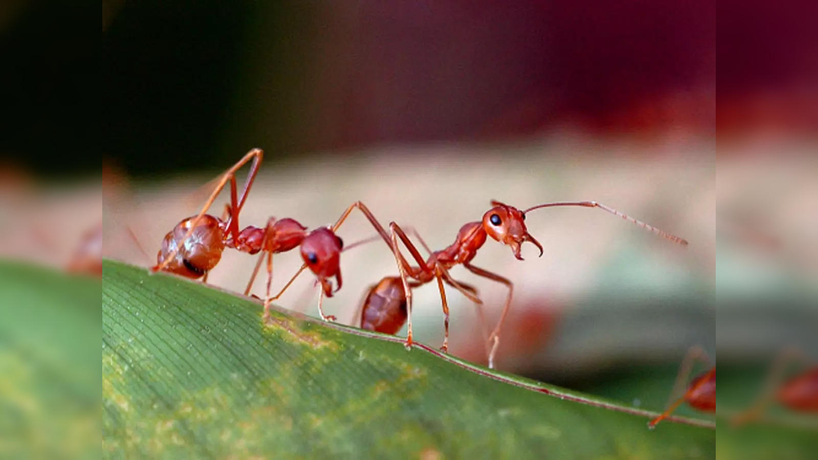 Ants & mankind involved with finding gold.