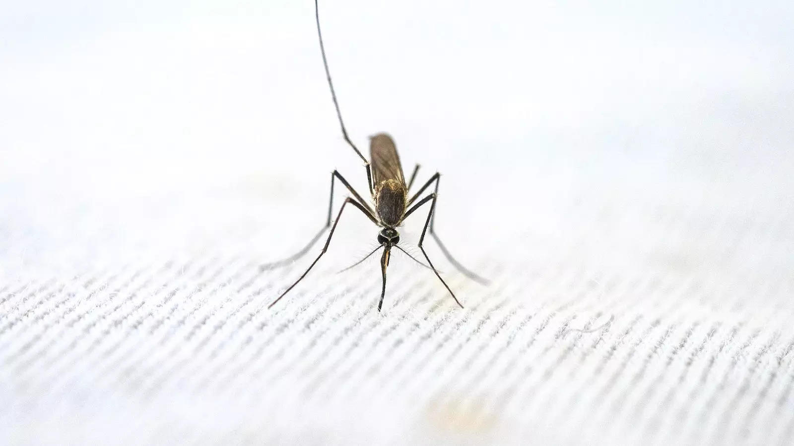 Agartala municipality releases larvae-eating fishes in city drains,  waterbodies to combat mosquito menace | North East India News - The Indian  Express