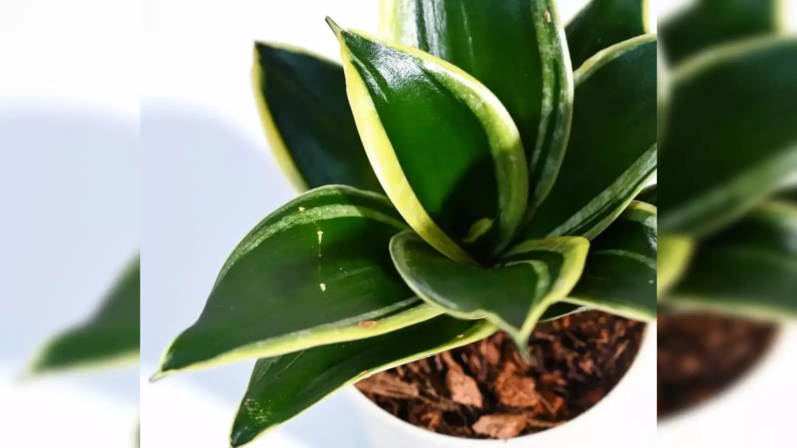Best Golden Hahnii Snake Plants in India to Beautify Your Living Space - ET  Adviser