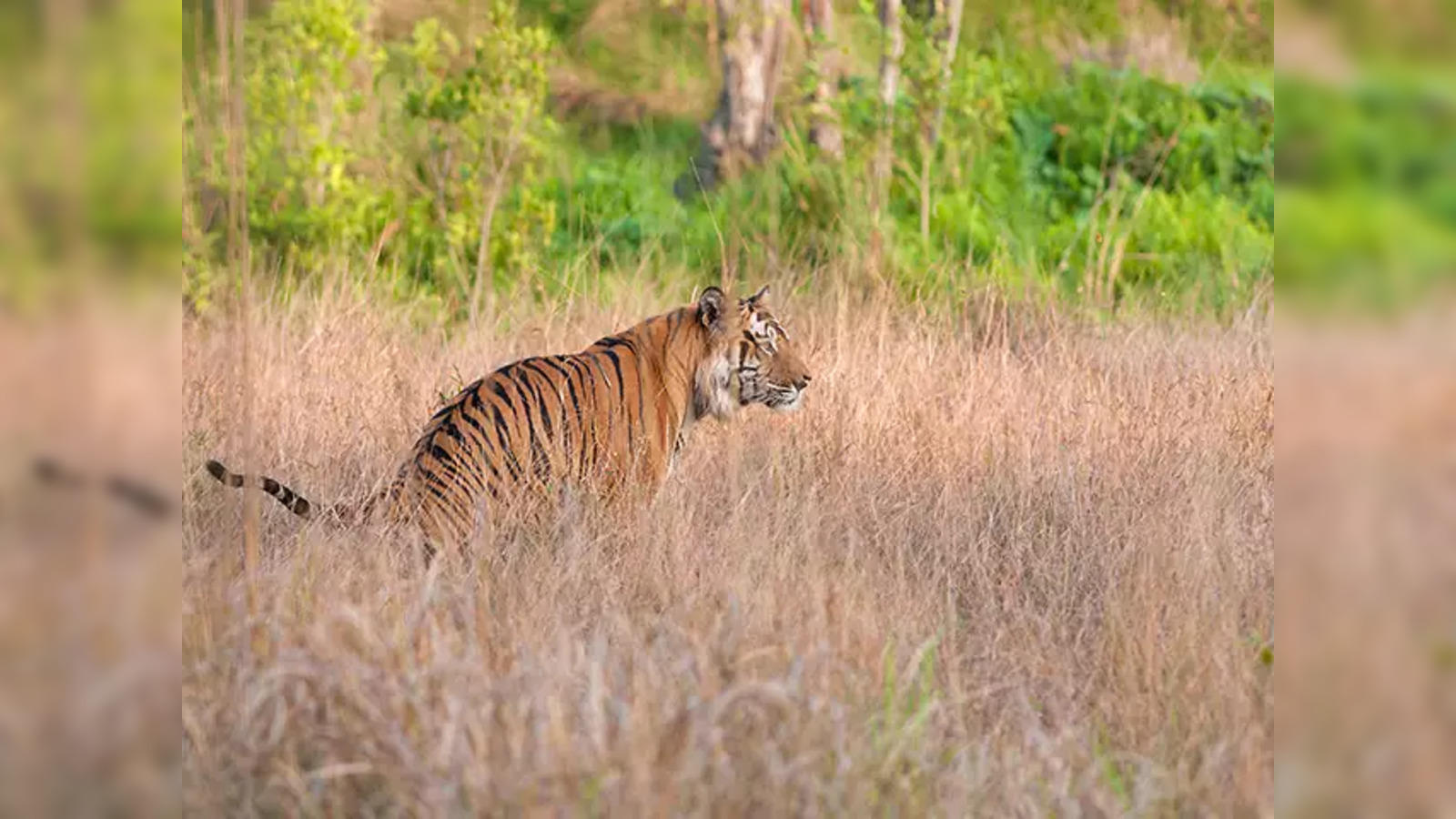 tiger safaris: SC panel asks Centre to amend, withdraw guidelines allowing  tiger safaris, zoos in wildlife habitats - The Economic Times