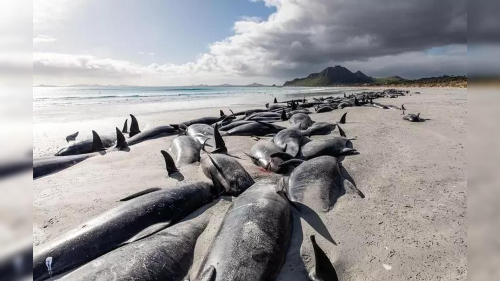 Apocalyptic image': More than 330 whales found dead in largest known whale  stranding event