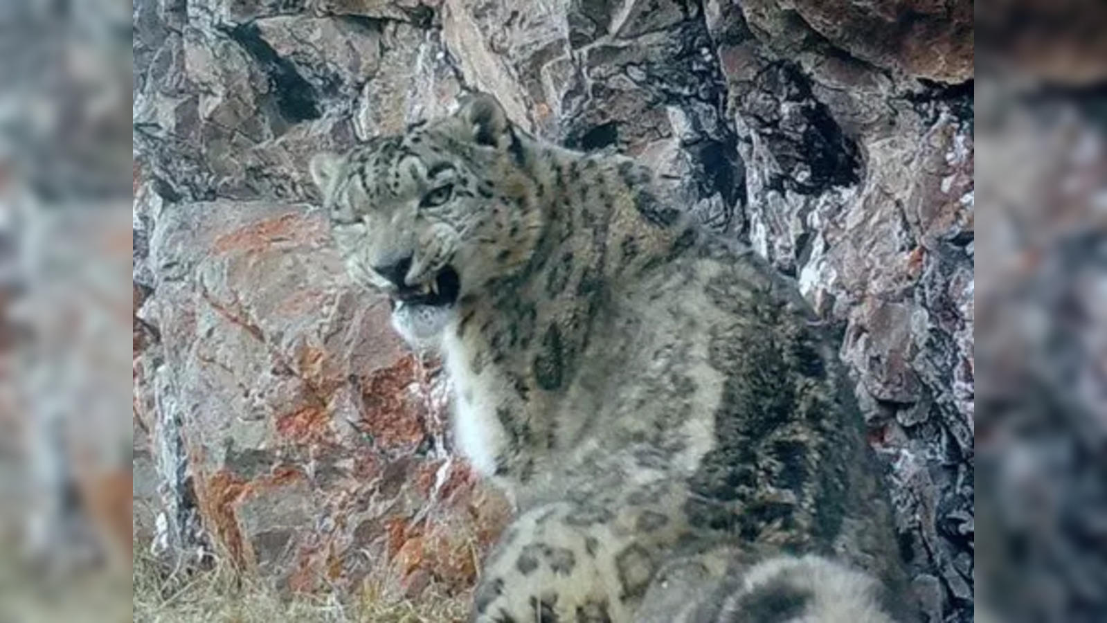 https://img.etimg.com/thumb/width-1600,height-900,imgsize-44148,resizemode-75,msid-104670684/news/india/himachal-home-to-75-snow-leopards-says-five-year-scientific-estimation.jpg