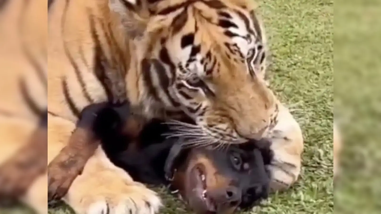 Tiger cuddles with dog: Viral video of unlikely pals has netizens