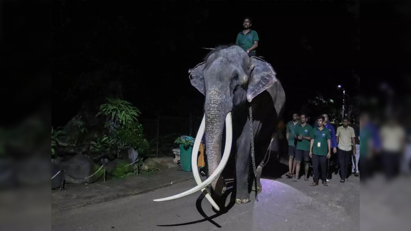 Thai elephant Elephant repatriated to Thailand after Sri Lanka