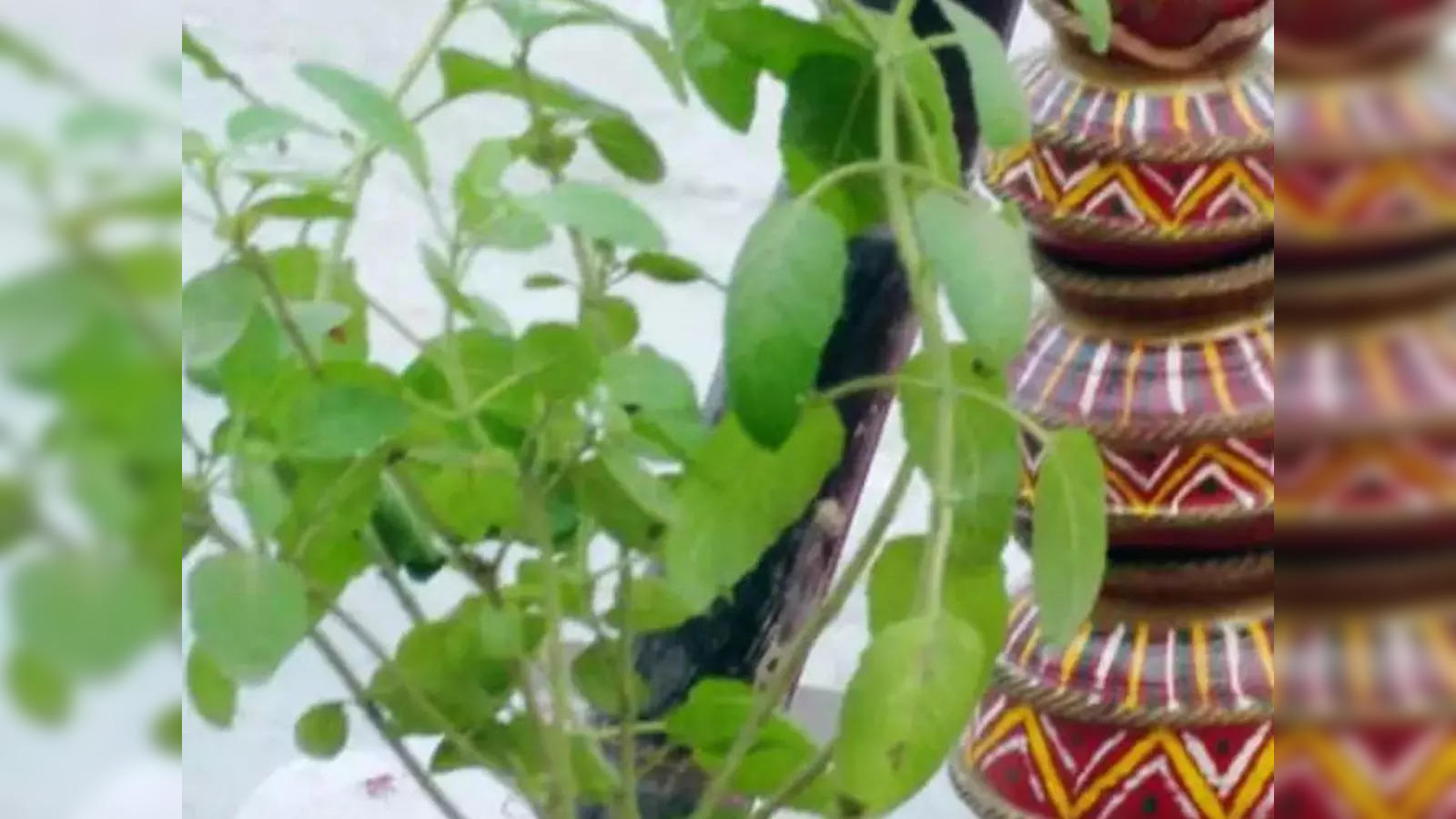 Tulsi Pujan Diwas 2023 Date timings rituals significance of