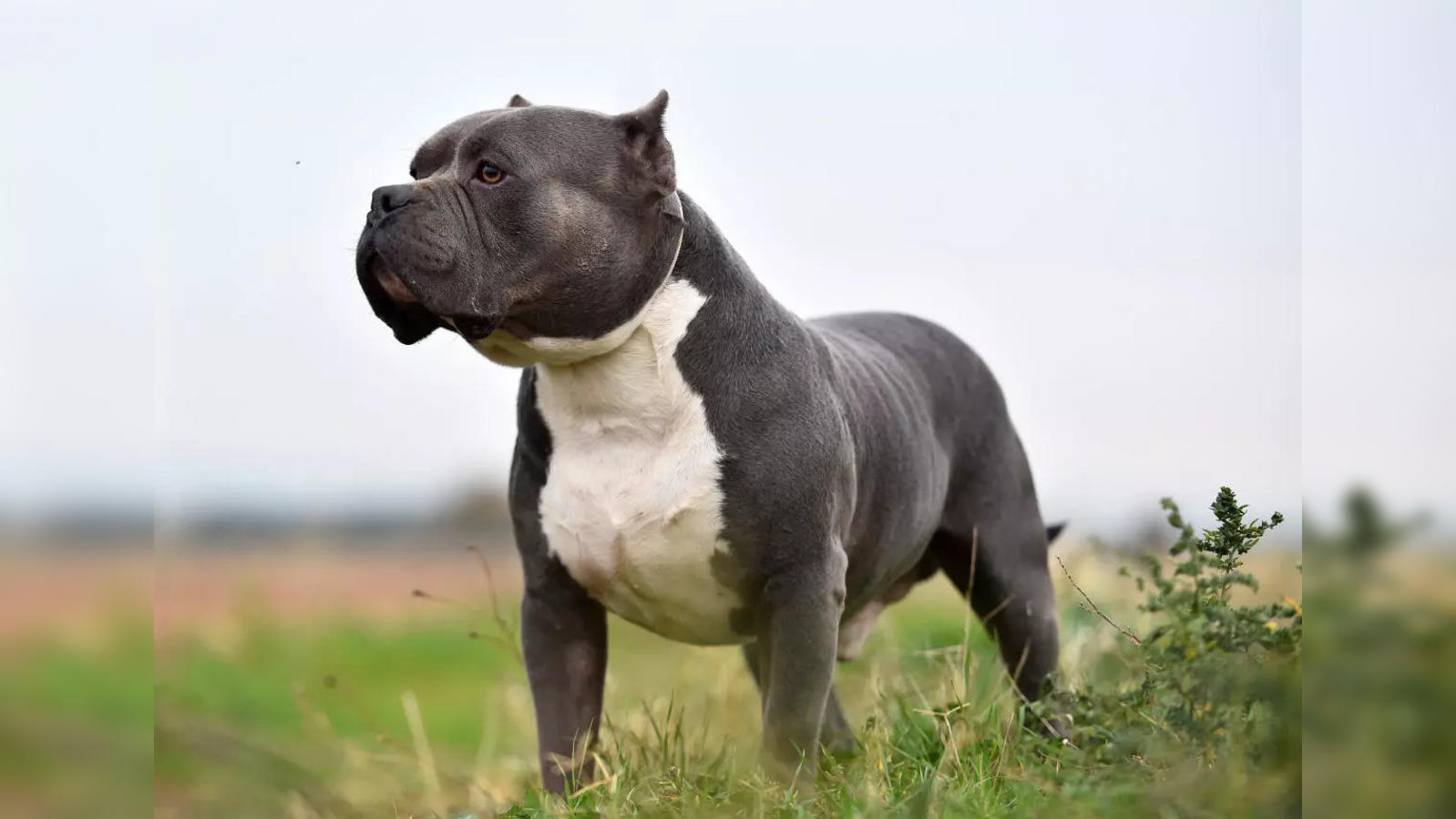 american xl bully: American XL Bully dog: Half a million sign petition  urging UK PM Rishi Sunak not to ban it - The Economic Times