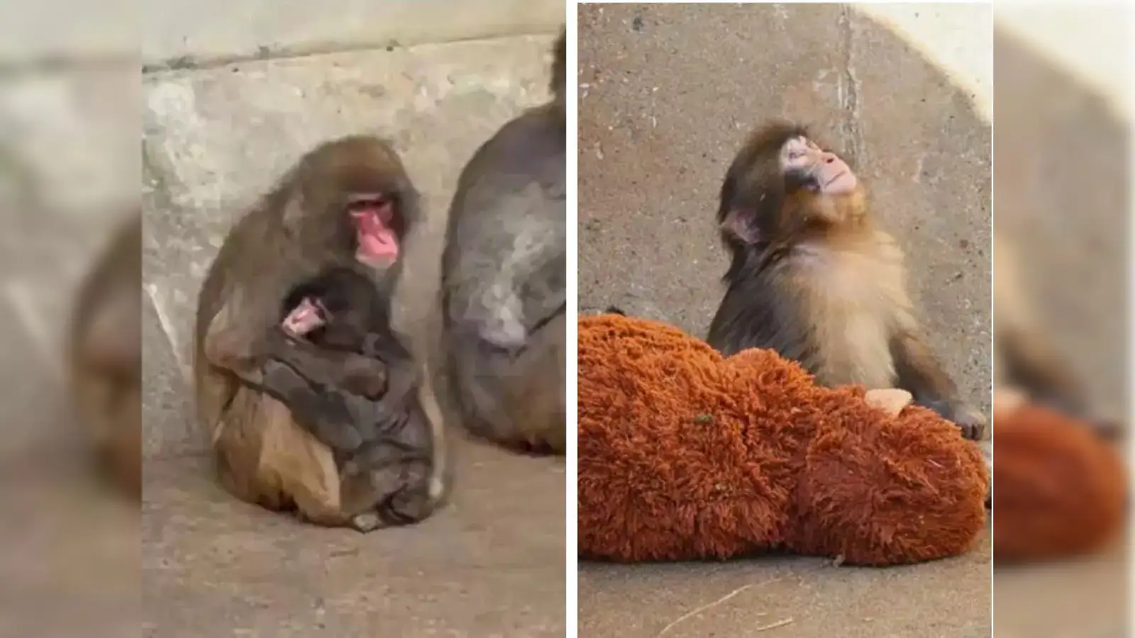 Viral 'Punch' Monkey Case: Why do animal mothers abandon their babies? Experts  explain deeper meaning behind it - The Economic Times