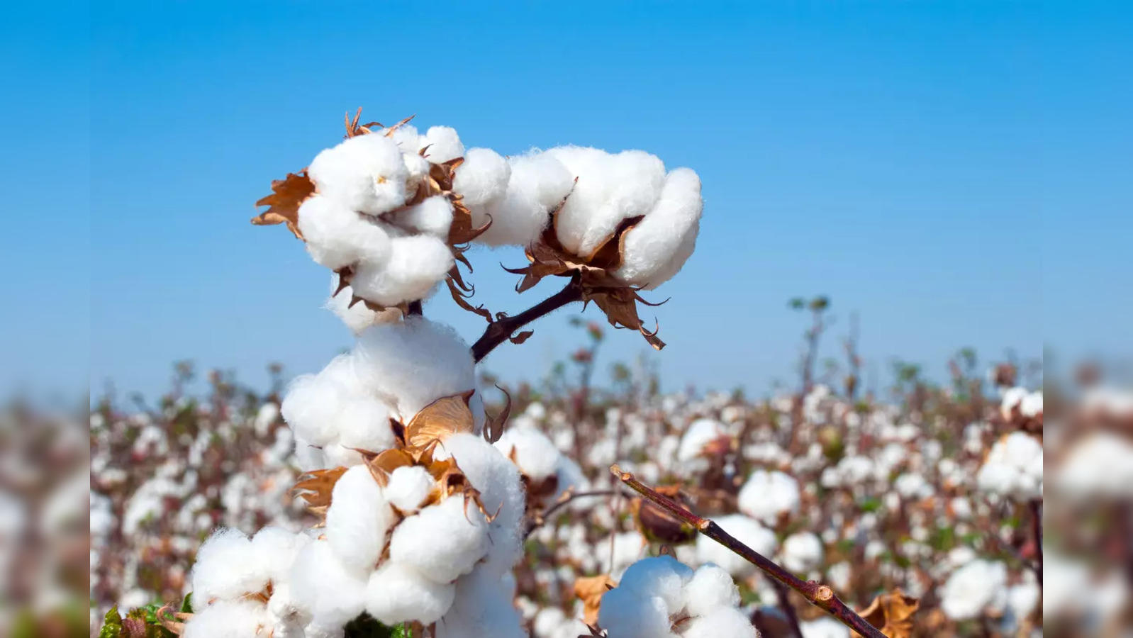 India cotton output seen rising 12% on bigger crop area, says