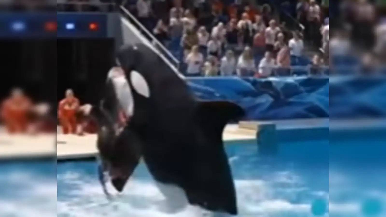 After Jessica Radcliffe fake death video, another orca attack video is  viral on social media; truth behind marine trainer Marina Lysaro clip - The  Economic Times