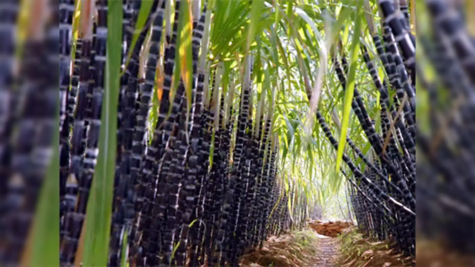 Is Sugar Cane A Renewable Source Of Energy
