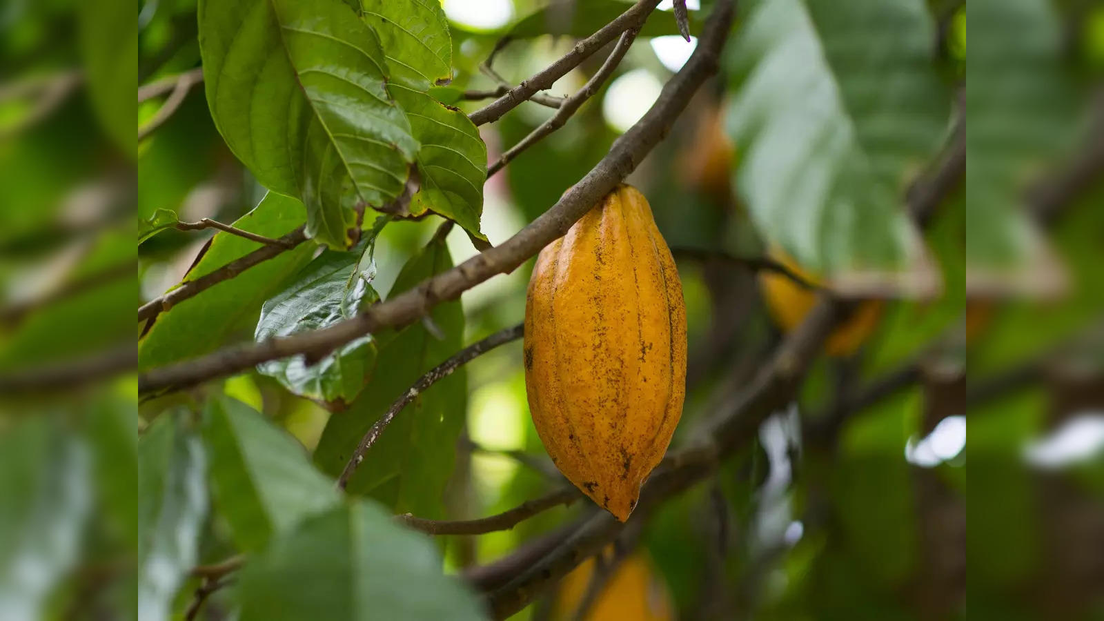 Chocolate is set to get more expensive as cocoa prices soar to
