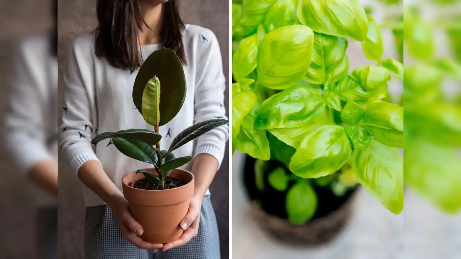 Money, luck and growth: 6 indoor plants that are believed to attract money  and good fortune - The Economic Times