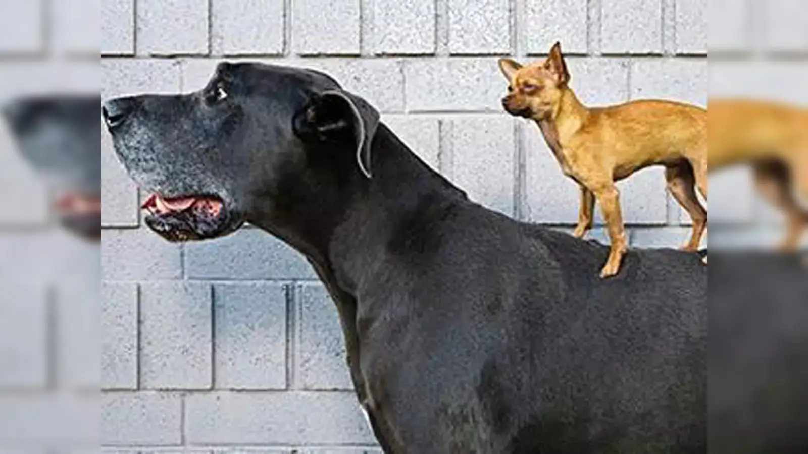 The Unlikely Friendship Between Milo and Luna A Tale of