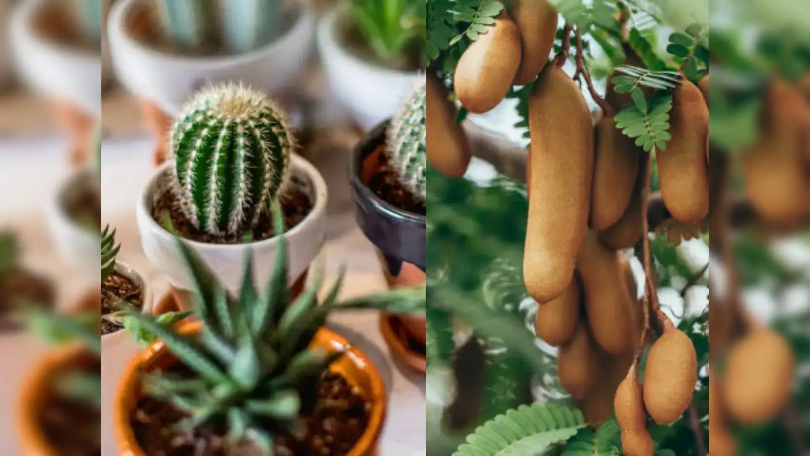 8 indoor plants that are said to bring bad luck, negative energy in your  home - The Economic Times