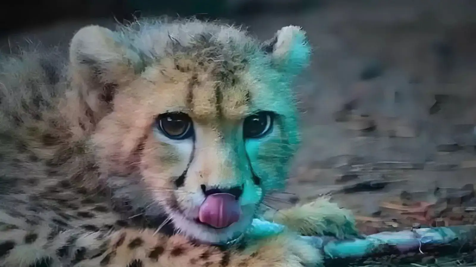 CHEEKY CHEETAH CUB Merrythought チーター14cm CHEEKY CHEETAH CUB