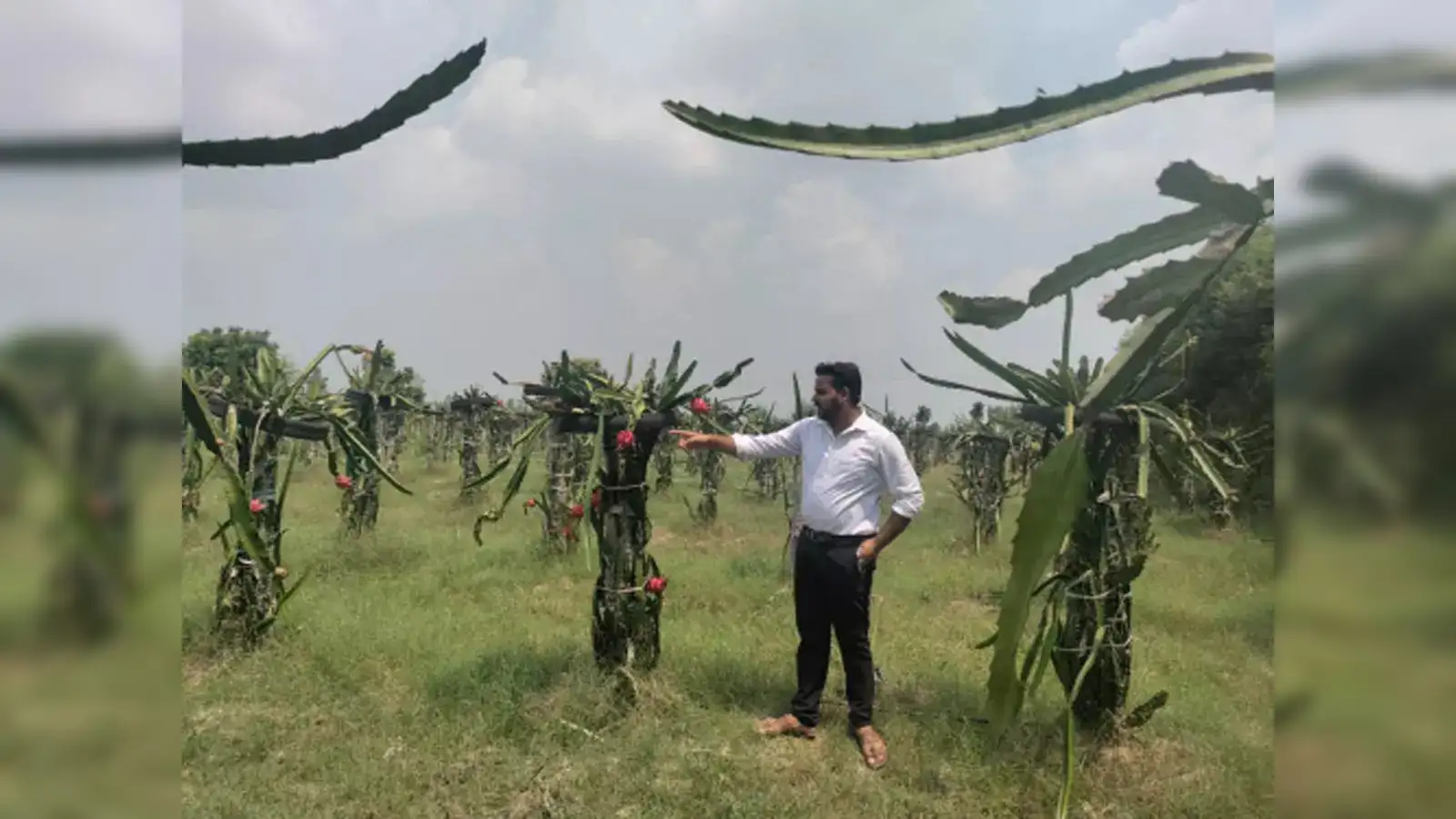 This BTech graduate opts farming in UP village; cashing in on dragon fruit  cultivation - The Economic Times