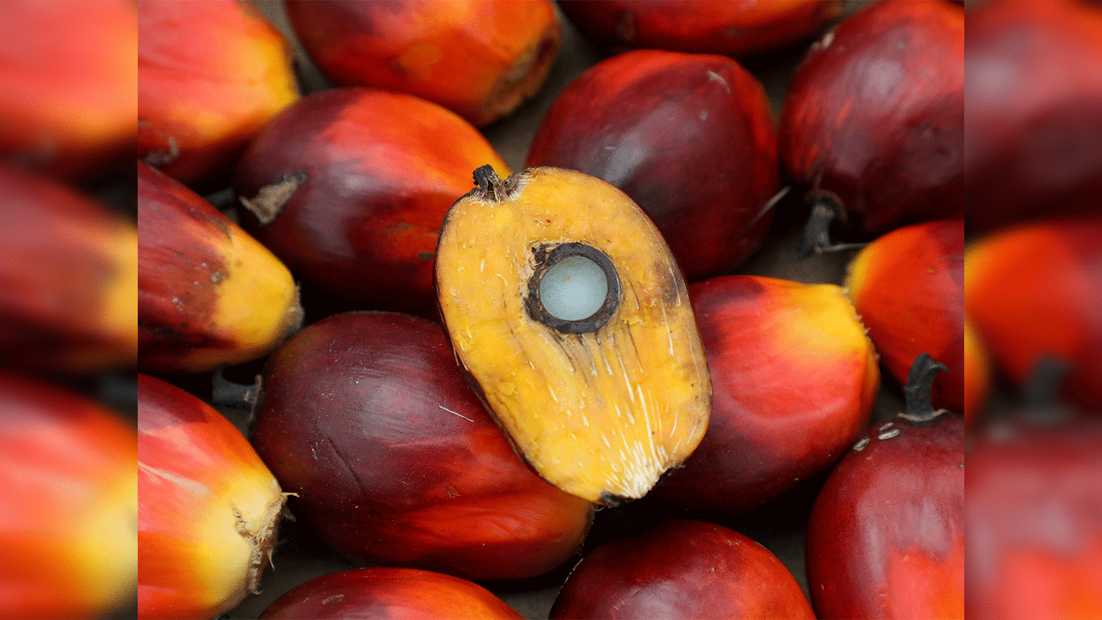 This Is How Palm Oil Is Made