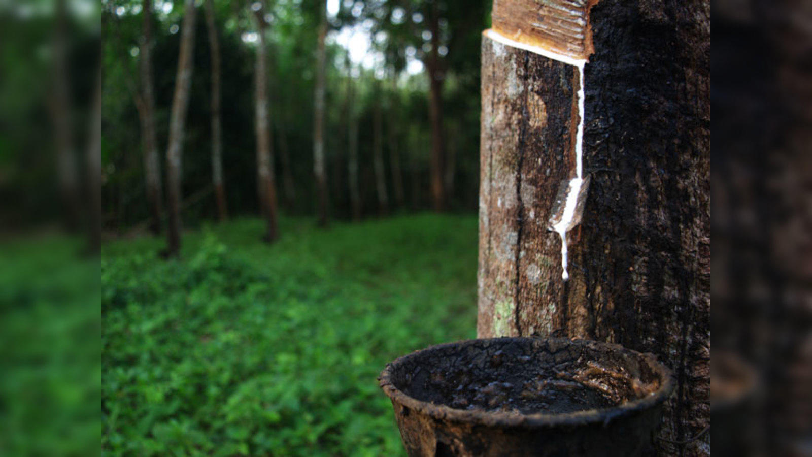 Raw rubber price in india new arrivals