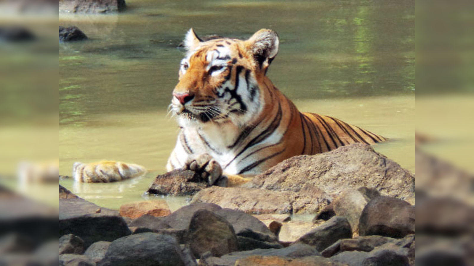 Tadoba Andhari Tiger Reserve 2024: Best Places to Visit - Tripadvisor