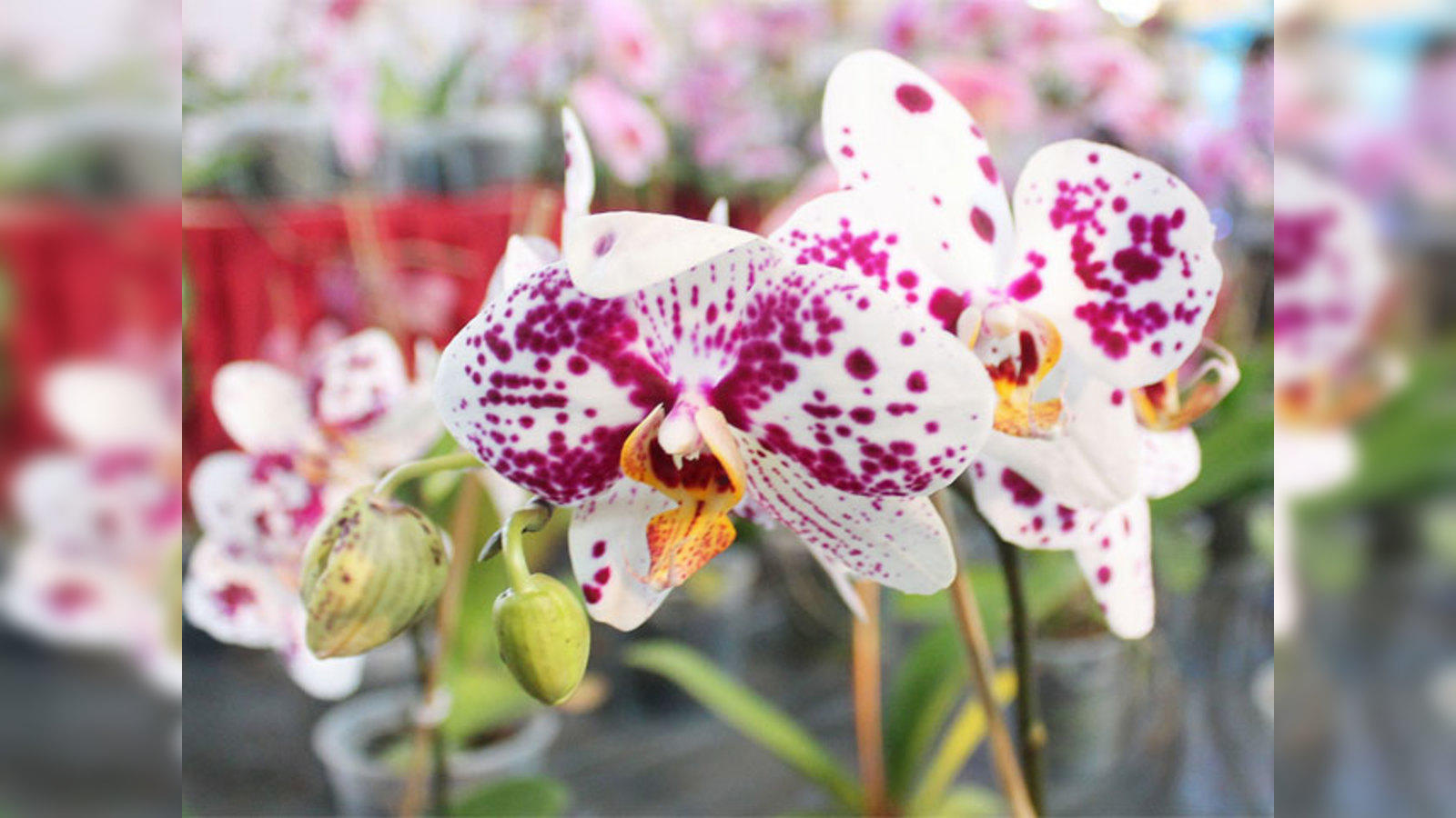 Meghalaya S Orchids Under Threat Need