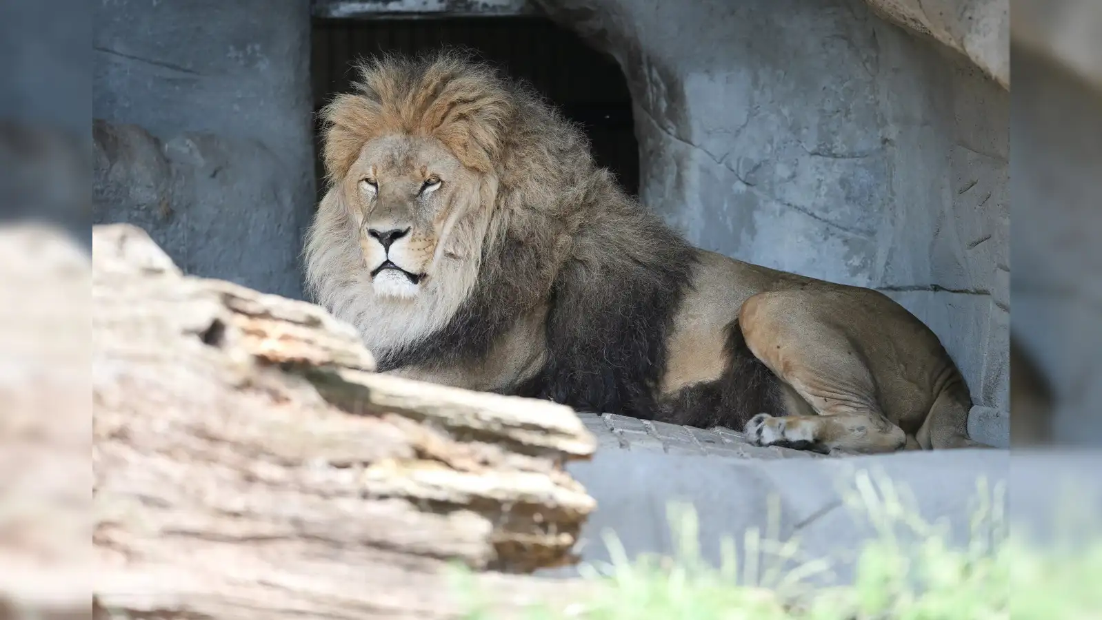 Lion | Buffalo: You can buy a lion cheaper than a buffalo in Pakistan?