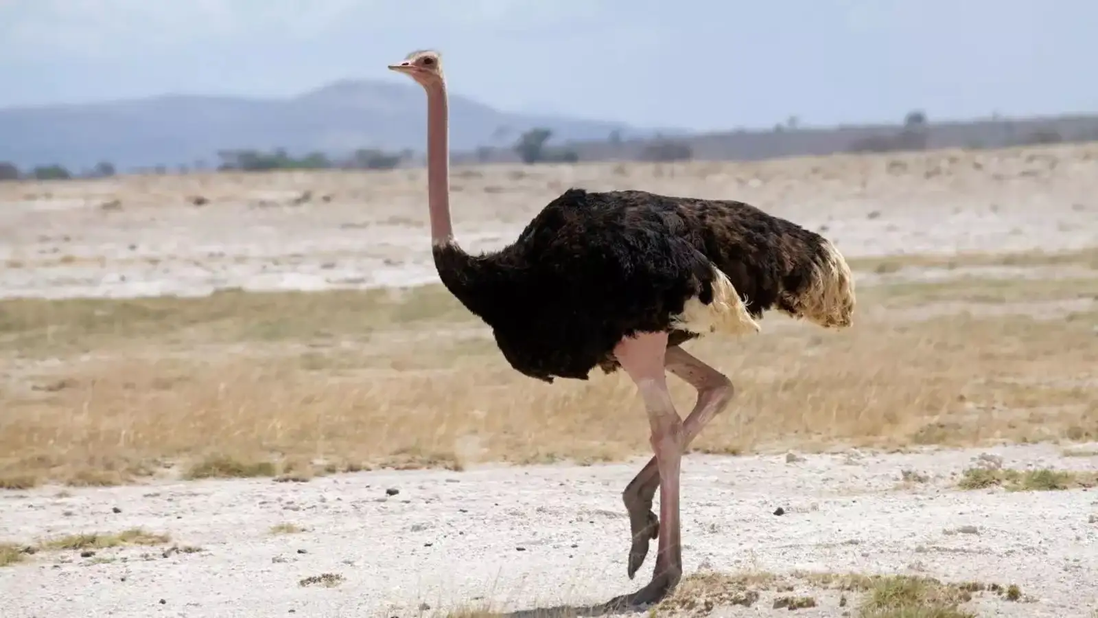 South African Flightless Bird
