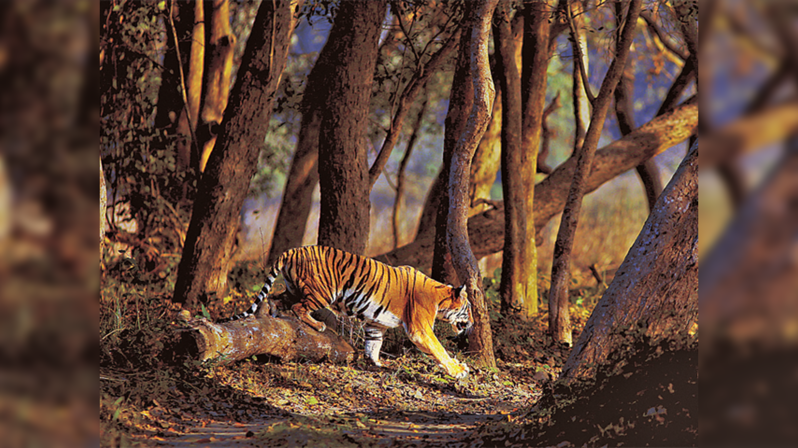 Dudhwa National Park & Tiger Reserve | Lakhimpur-Kheri