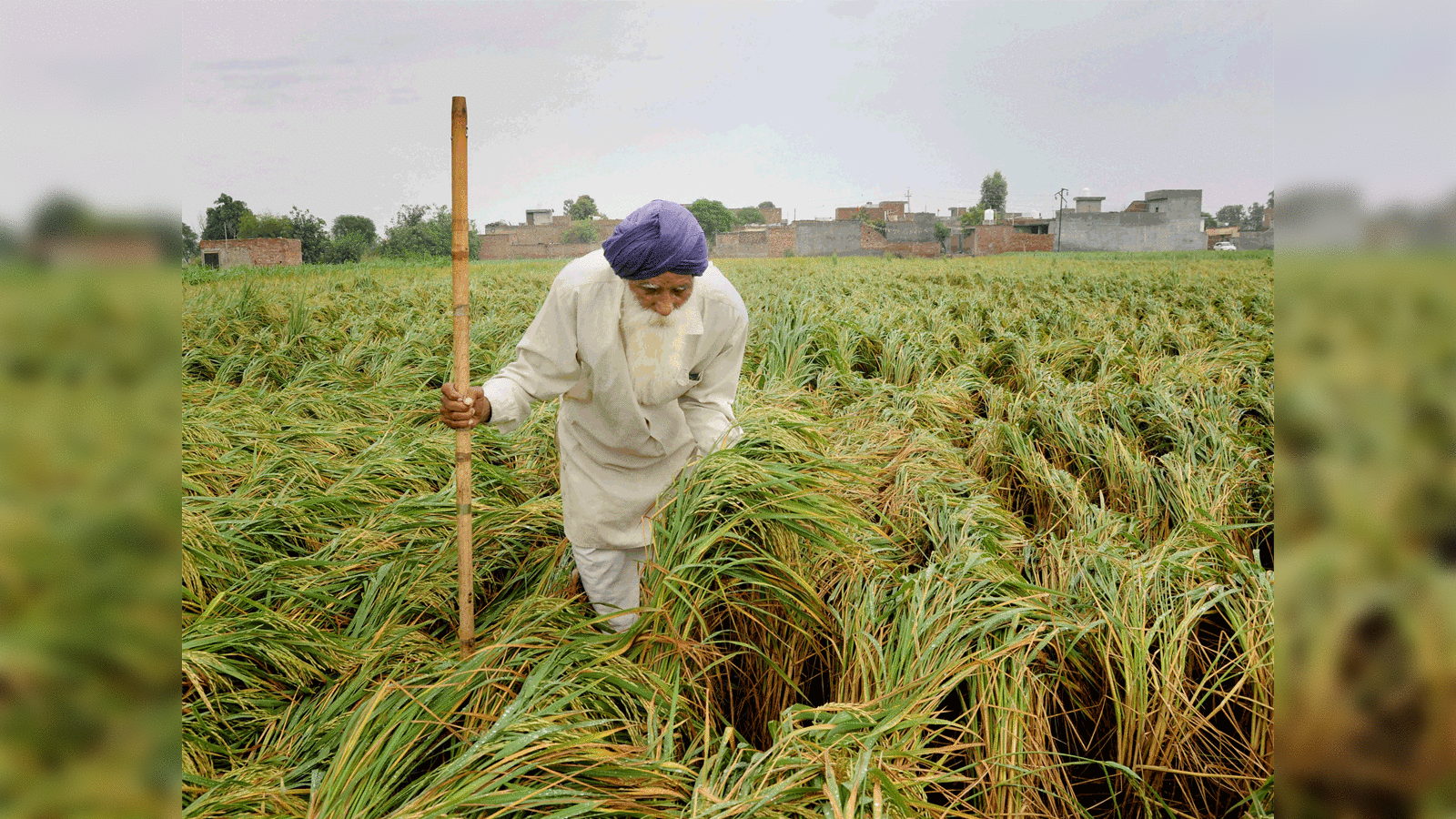 What is a Bumper Crop?