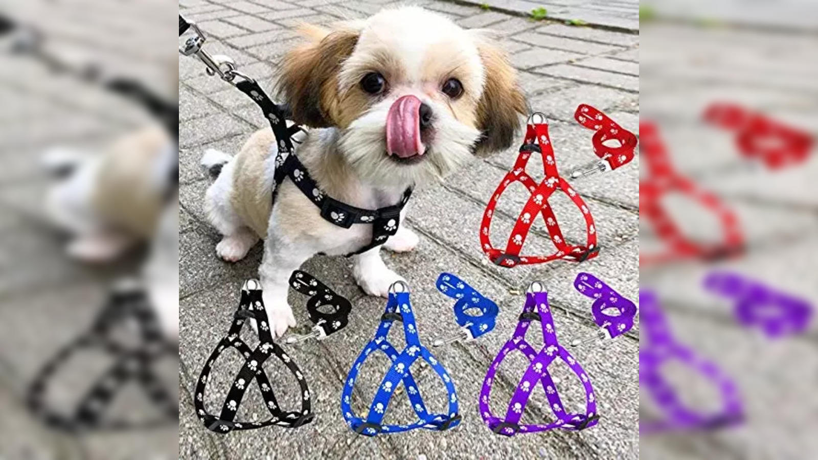 How to Choose the Best Dog Leash