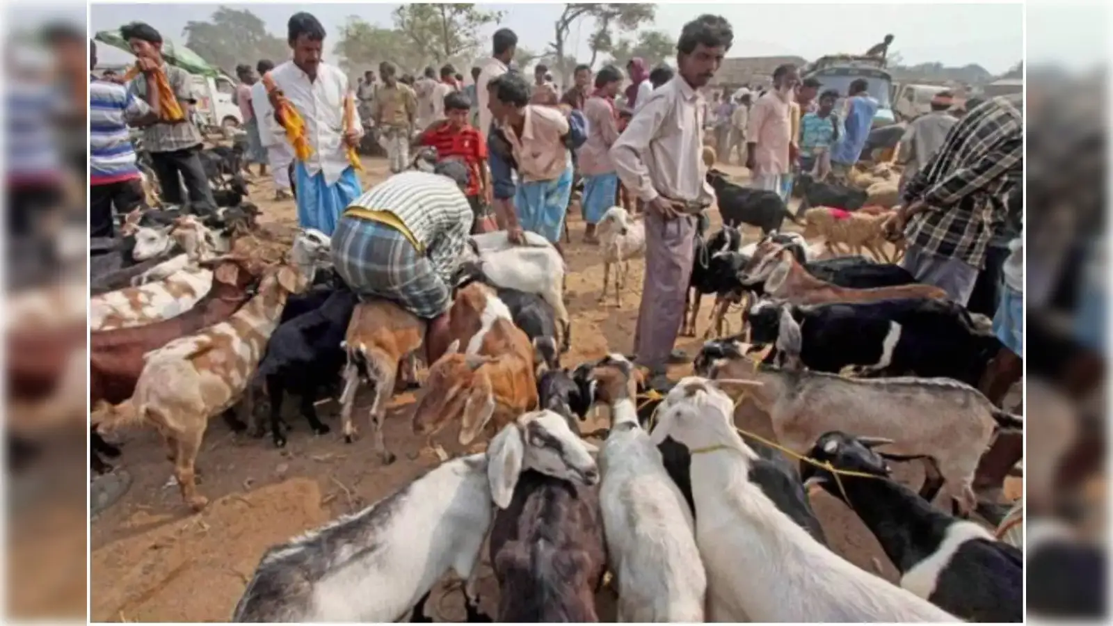 Go vegan, spare animals, says PETA with Eid-ul-Adha video featuring rescued  goats - The Economic Times