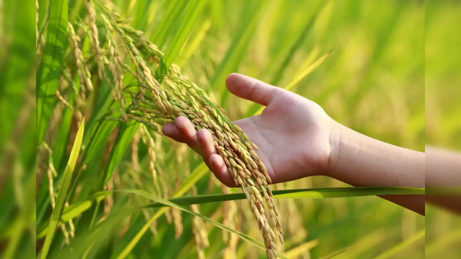 Agri revolution or regulatory blind spot? Genome-edited rice crops stir  debate - The Economic Times