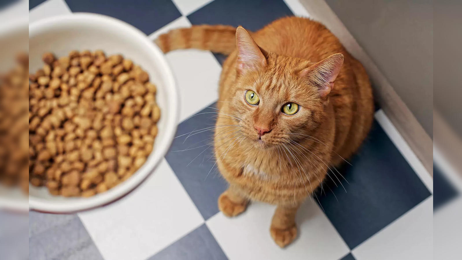 Cat Food: Irresistible and Best Cat Food That Pampers, Nourishes and  Satisfy Your Feline's Every Craving - The Economic Times