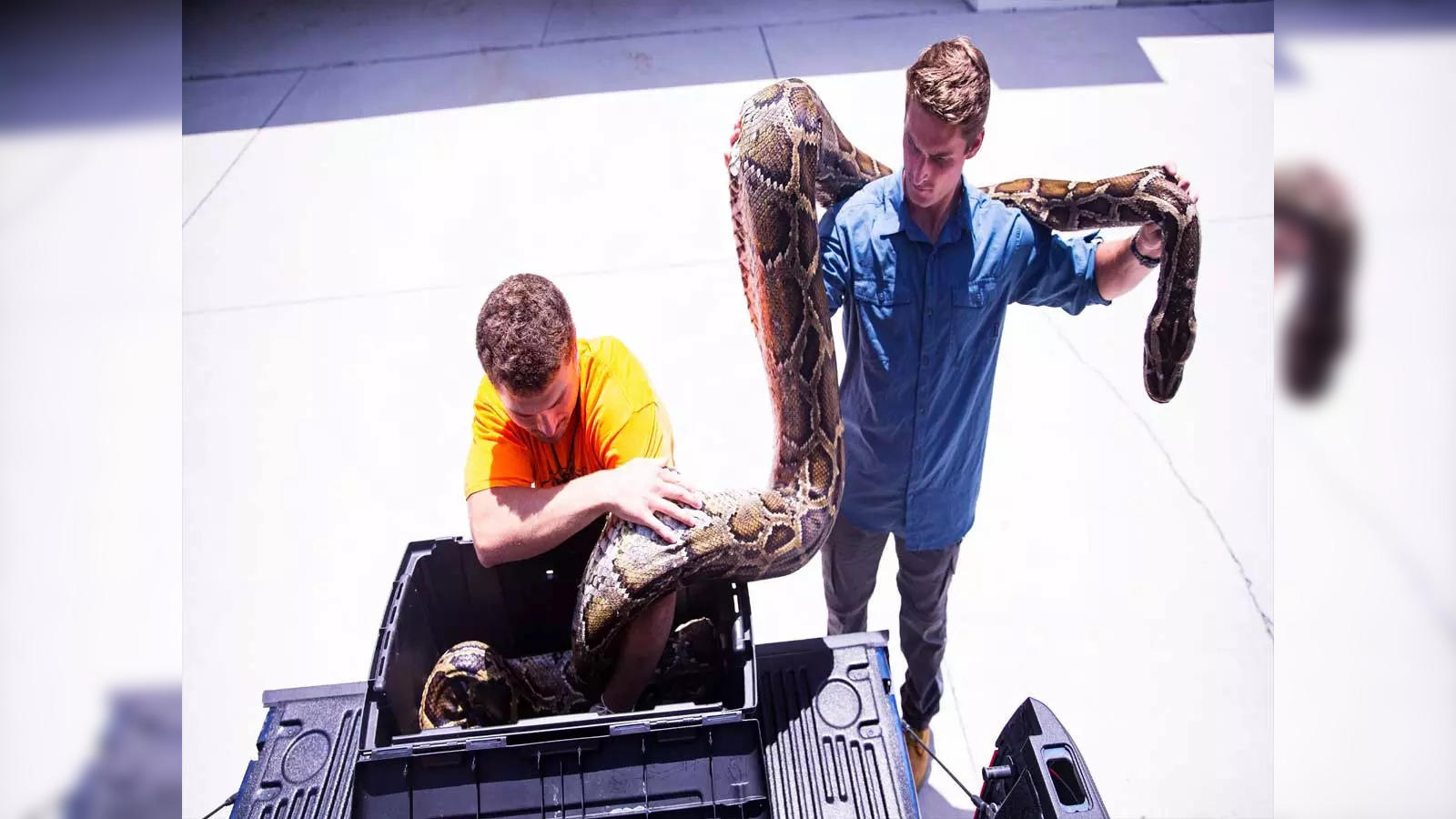 longest Burmese python: Longest ever 19-foot Burmese python caught in South  Florida raises concerns - The Economic Times