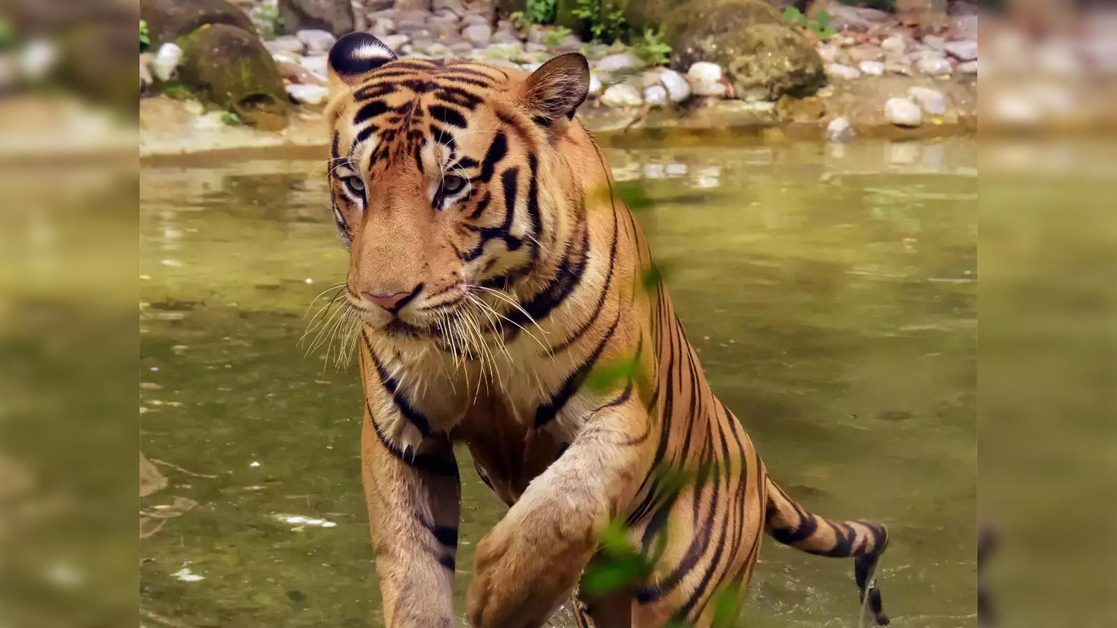 The Royal Bengal Tiger streaming: where to watch online?