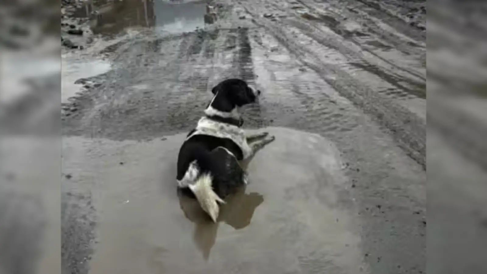Pet dog in Nepal refused to leave the spot where he used to live