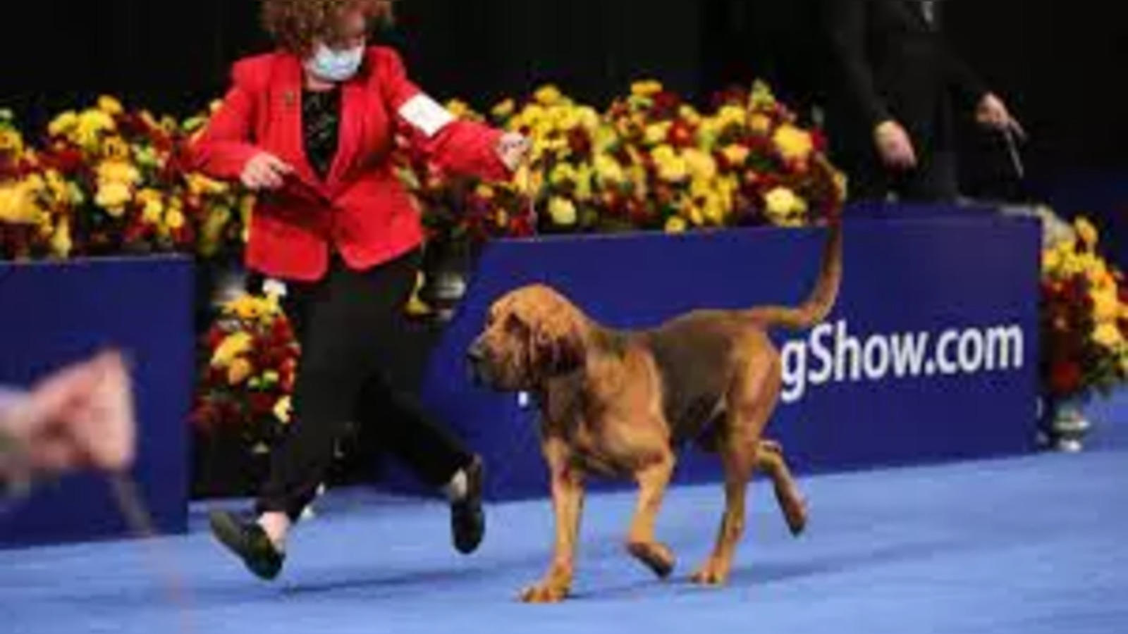 Westminster Dog Show highlights and coverage in the year of the stream westminster dog show