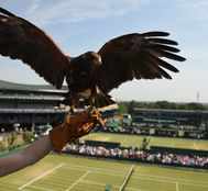 Meet Rufus: Wimbledon's hawk who shoos away unwanted pigeons from the court