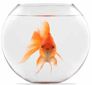 Your Goldfish's Memory Lasts Longer Than 3 Seconds, & Other Facts About The Popular Pet