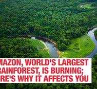 Amazon, world's largest rainforest, is burning; here's why it affects you