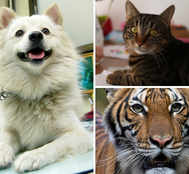 Covid Strikes Animal Kingdom: Dogs, Cats & Tigers Face Coronavirus Fury