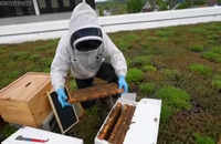 US promotes honeybees with hives at buildings, watch!