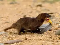 Image for Snake&rsquo;s worst nightmare: 7 animal predators that make serpen