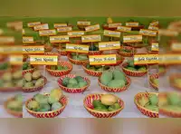 Indian mangos make splash at ‘Aam Mahotsav’ in China's Guangzhou